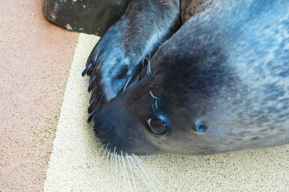 「アザラシにも爪があるんだね！」と子どもたち。
