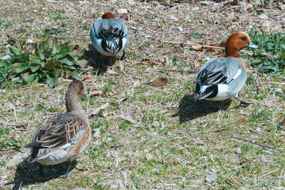 ゴールに設定した平池緑地公園ではさまざまなカモ類を観察できる