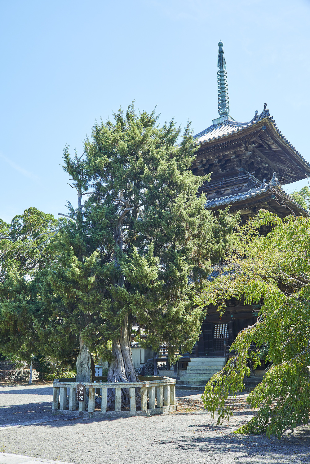 境内には、安珍と釣鐘を埋めたと伝わる「安珍塚」も。すぐそばには、枝や幹が複雑にねじれた不思議な木が佇んでいます。