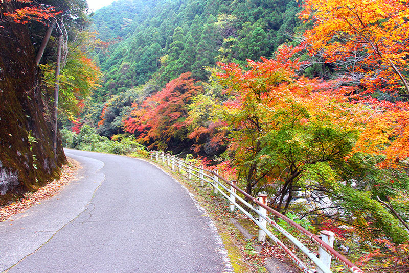 道路沿いの紅葉
