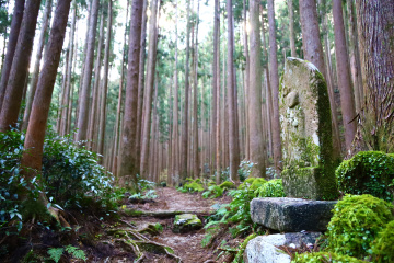 熊野古道中辺路 最難関「大雲取越」を歩く！熊野那智大社、那智山青岸渡寺から雲をつかむがごとき険しい旅路へ！