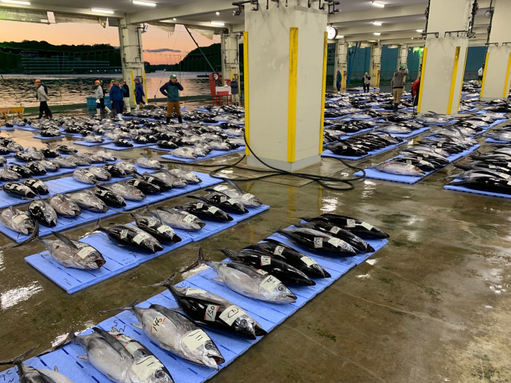 余裕があれば勝浦漁港周辺でマグロを食べましょう