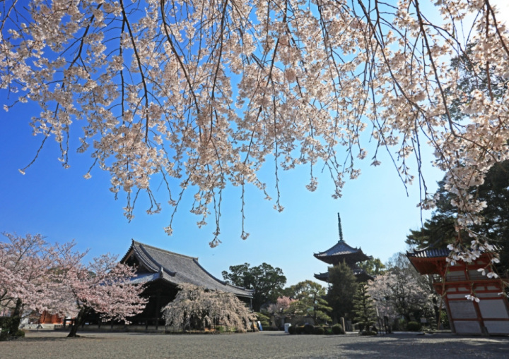 桜の名所・道成寺
