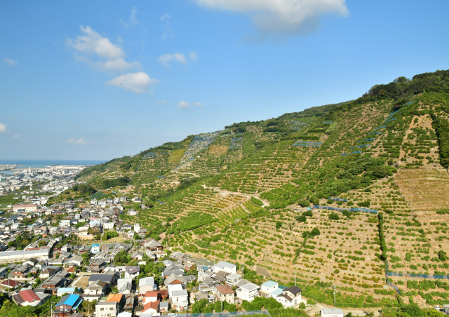 有田・下津地域「有田・下津地域の石積み階段園みかんシステム」