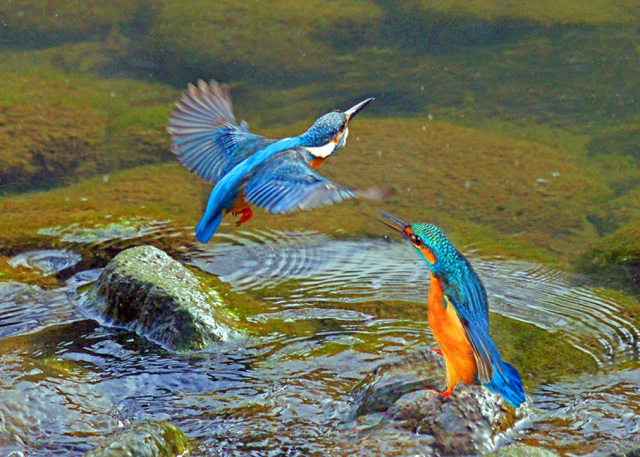 有田川漁業協同組合長賞