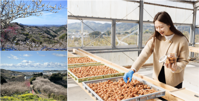 梅がつなぐ里山の恵み 〜みなべ・田辺で巡る“循環”の旅〜