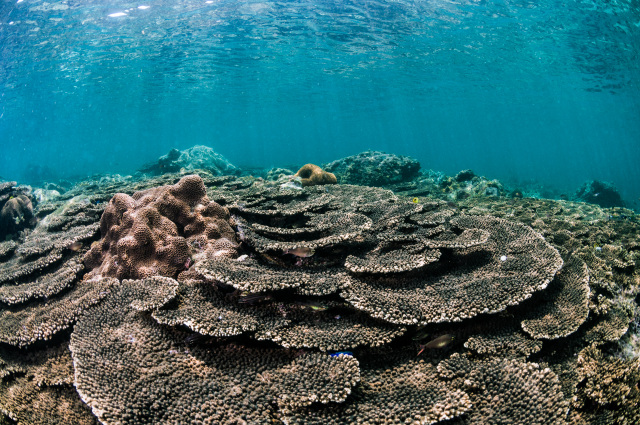 ダイビング・シュノーケリング