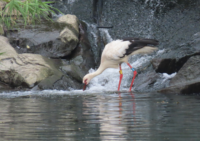 有田川町観光協会会長賞