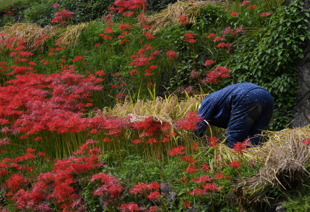 JAありだ組合長賞