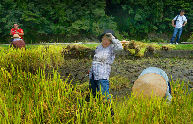 JAありだ組合長賞