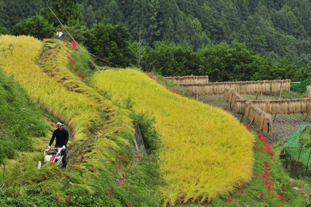 JAありだ組合長賞