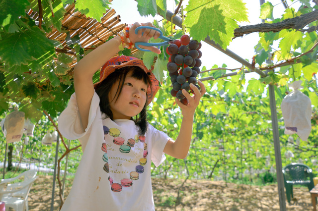 様々なフルーツ狩りを楽しもう！