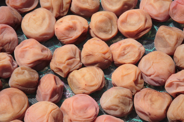 梅干し以外にも梅酒や梅ジュース作りの体験もあります！