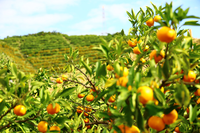 もぎたてのみかんをゲットできるなんて贅沢すぎる！
