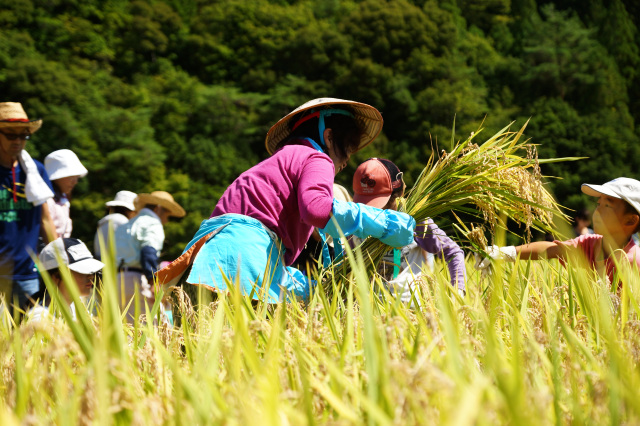 JAありだ組合長賞