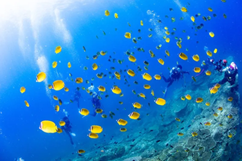 本州で南国の海の世界を大満喫！