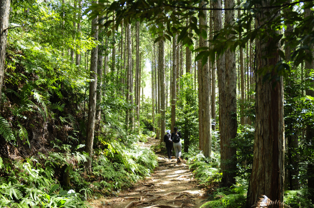歴史深い熊野の大自然の中をトレッキングできるなんて！