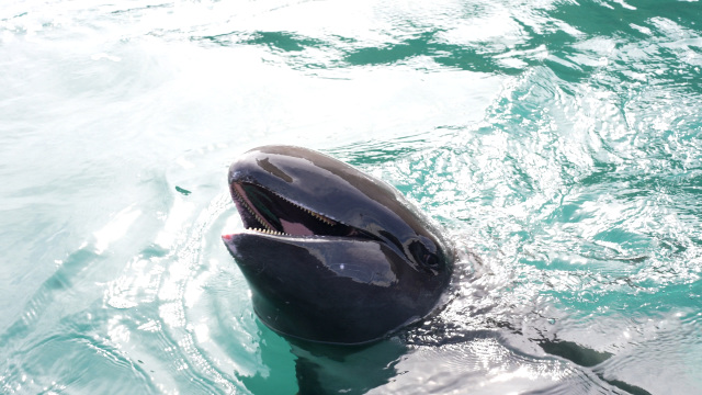 カズハゴンドウ