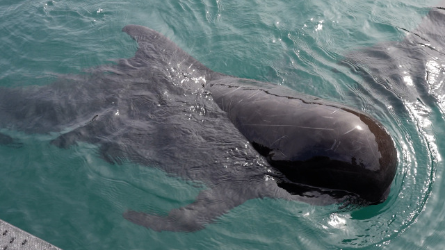 コビレゴンドウ