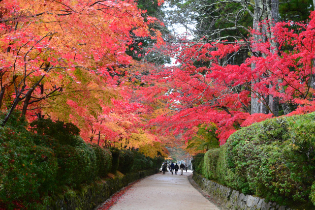 高野山の紅葉