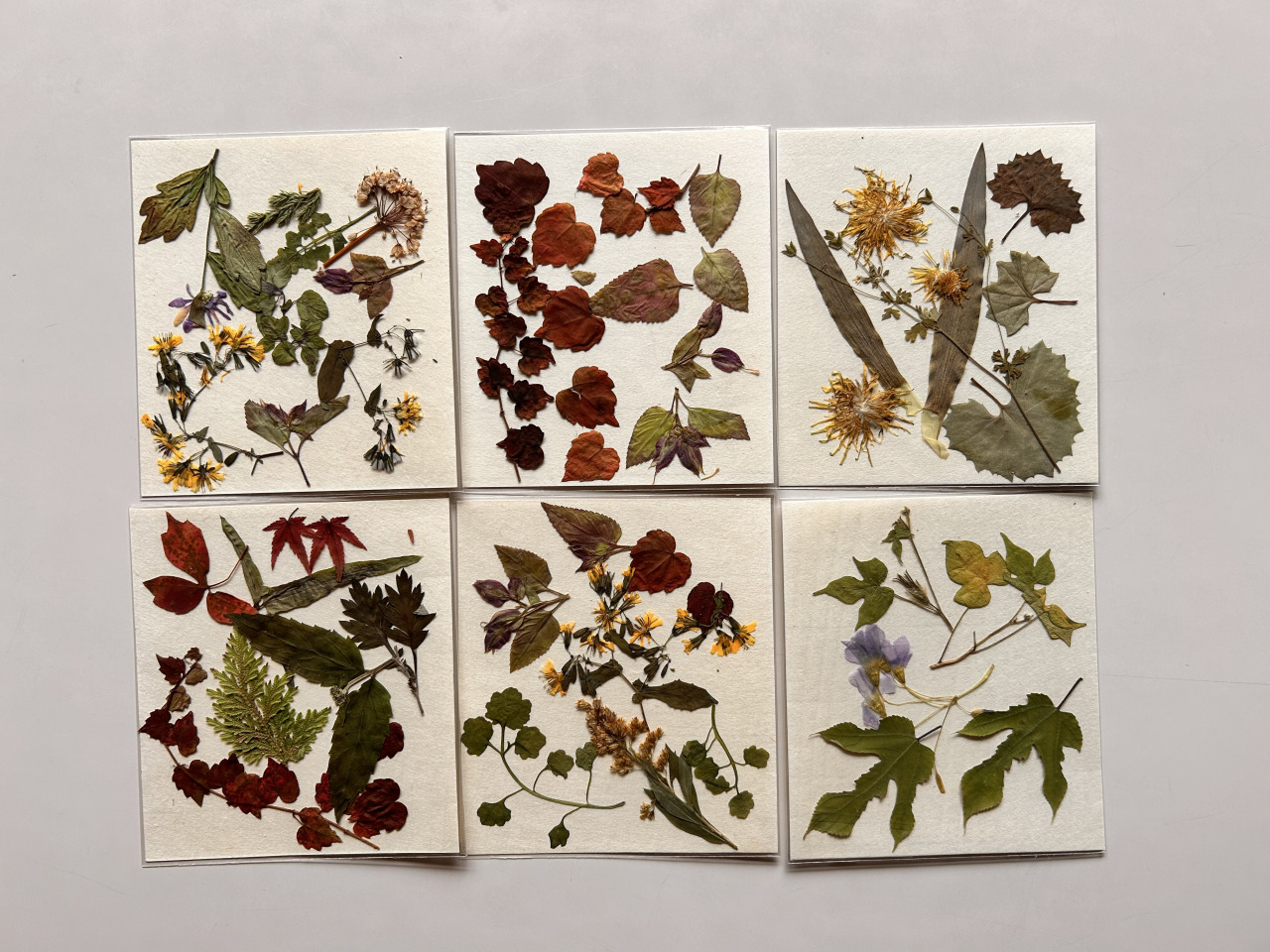 100円1シートでうちわに追加できます✾