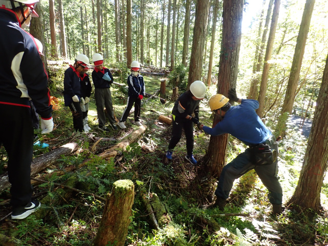 林業体験（間伐体験）／高野山寺領森林組合