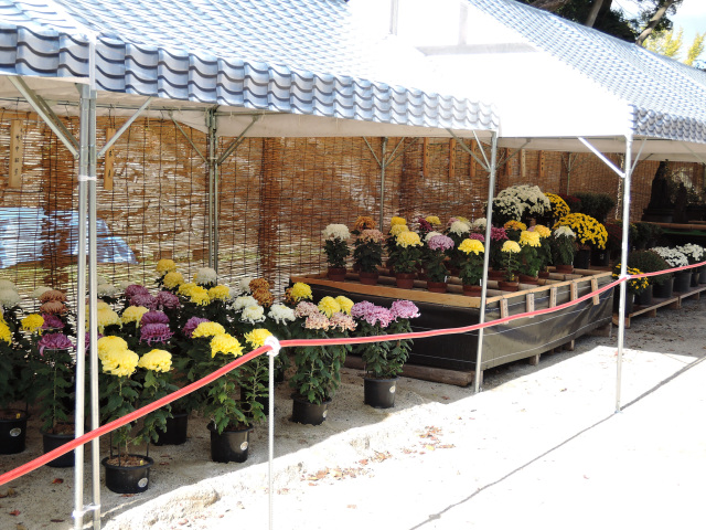 第69回和歌山城公園菊花展