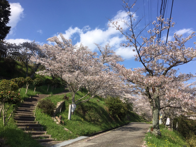 令和7年橋本市高野口公園桜ウィーク