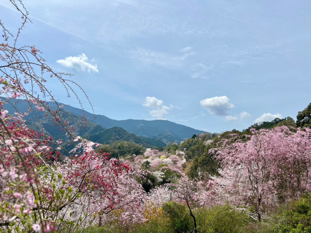 花いちばん　花まつり