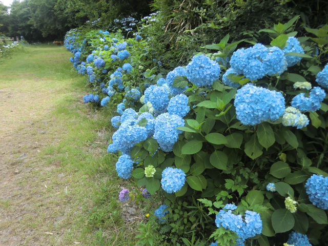 森林公園