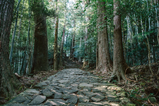 熊野古道 大門坂 二丁目付近