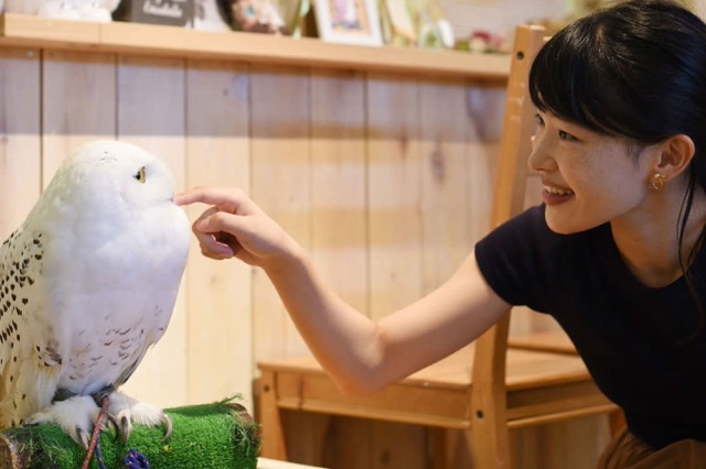 フクロウ触れ合い体験／カントリーオウルぷらす