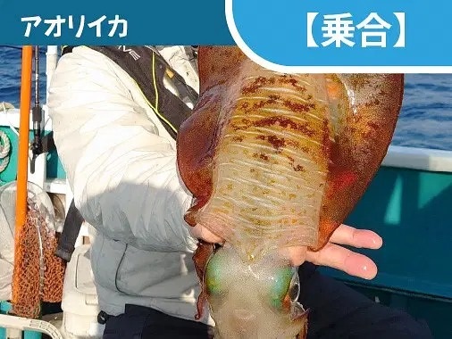 アオリイカを釣り上げてみませんか！？アオリイカ・ティップラ…