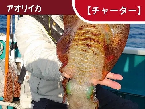 アオリイカを釣り上げてみませんか！？アオリイカ・ティップラ…