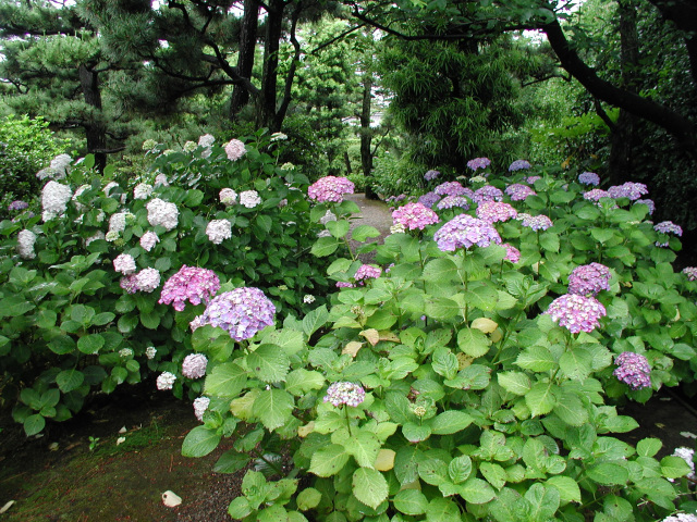 養翠園　アジサイの見頃