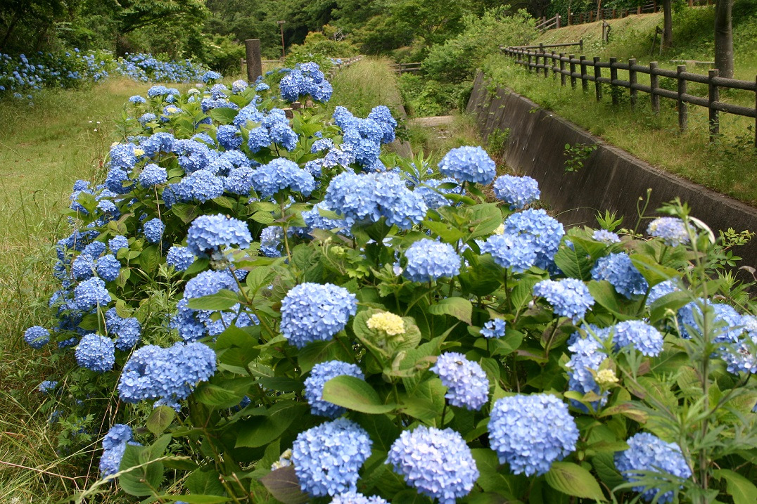 森林公園のアジサイ①