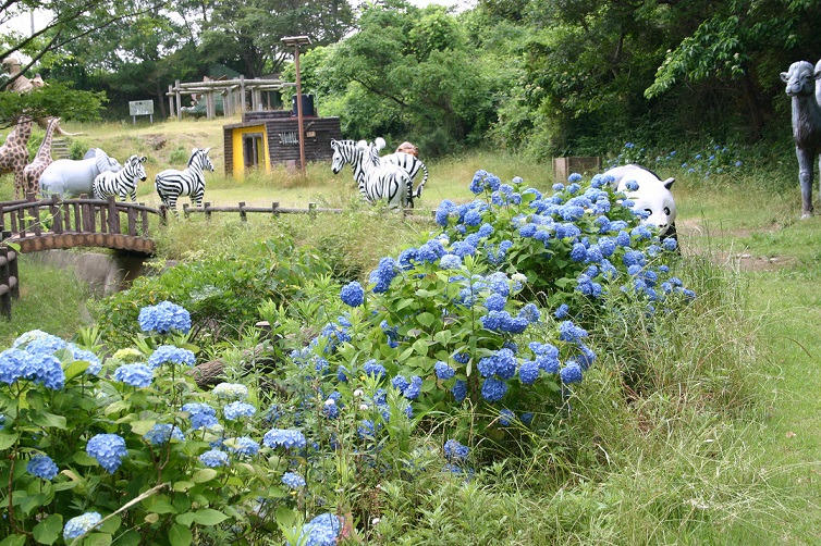 森林公園のアジサイ②