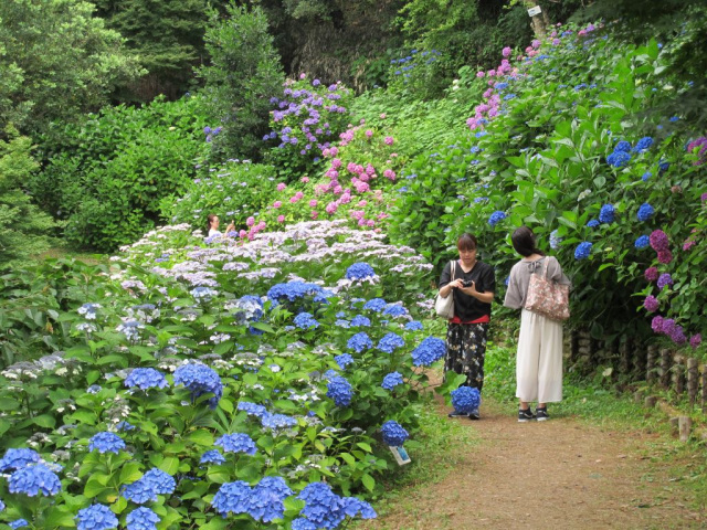 和歌山県植物公園 緑花センター あじさい園