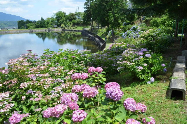 恋し野の里 あじさい園