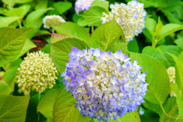 熊野那智大社 紫陽花園