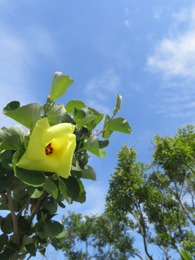 ハマボウの開花