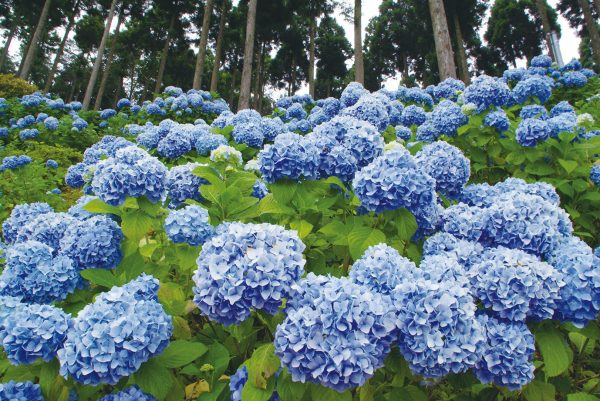 花園あじさい園