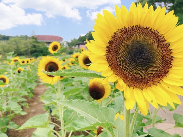 和歌山県植物公園 緑花センター パノラマ花壇ひまわり園