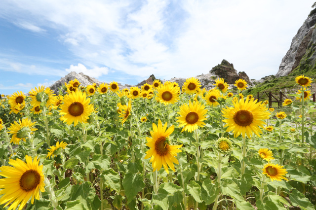 白崎海洋公園 ひまわりの花壇