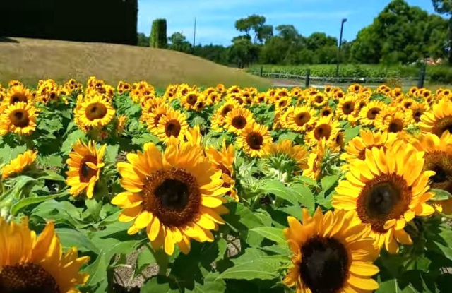 新庄総合公園 レガシーエリアのひまわり