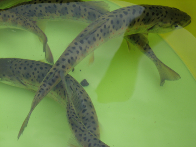 鷲の川渓流アマゴ釣り