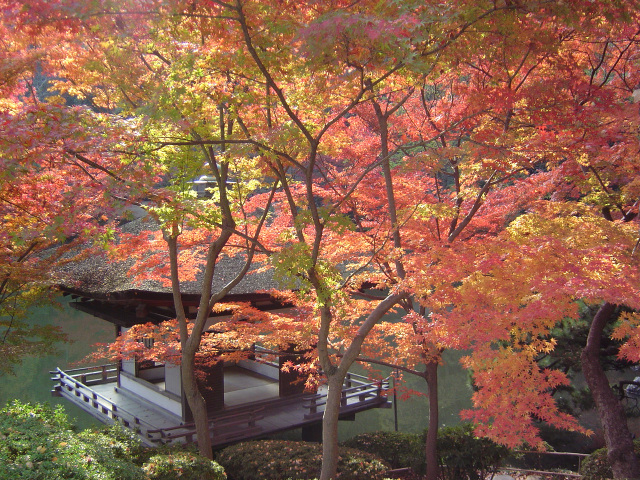 紅葉渓庭園　紅葉