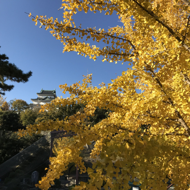 和歌山城　イチョウの見ごろ