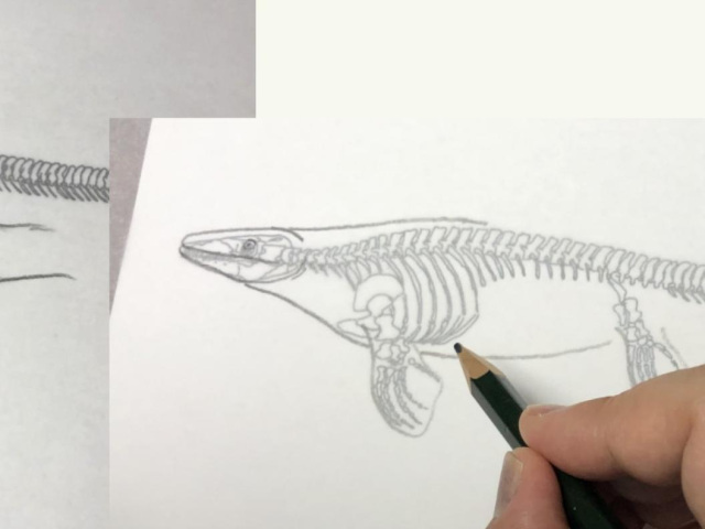 ワークショップ:モササウルスの復元イラストを描こう