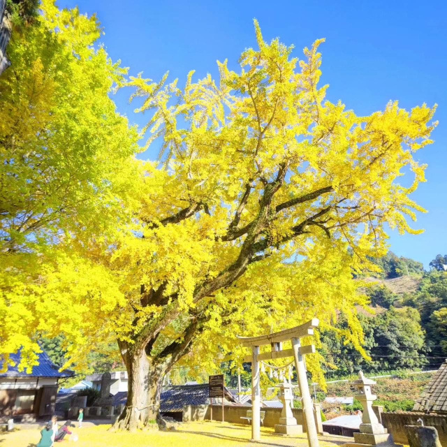 賀茂神社 イチョウ